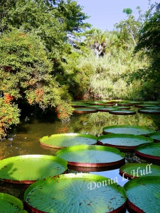 Victoria-water-lilies-Kanapaha-Botanical-Gardens-Florida